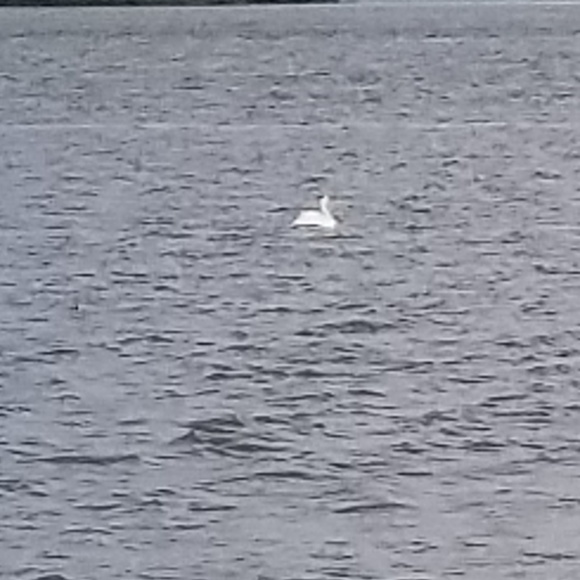 Meet your Posher, Willow - Picture 1 of 1